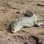 IMG_0095crocTeethCR